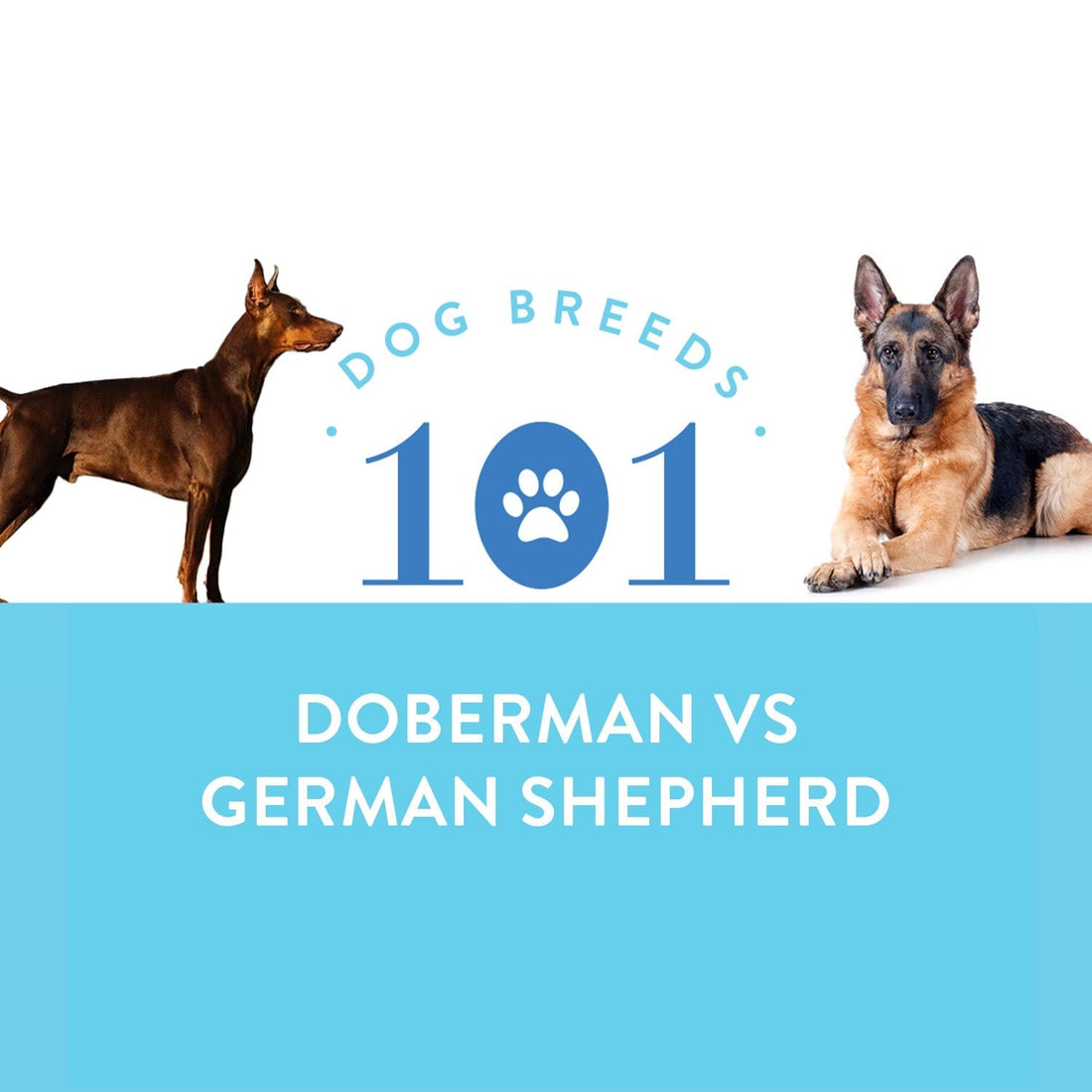 Dog Breeds 101: Doberman vs German Shepherd
