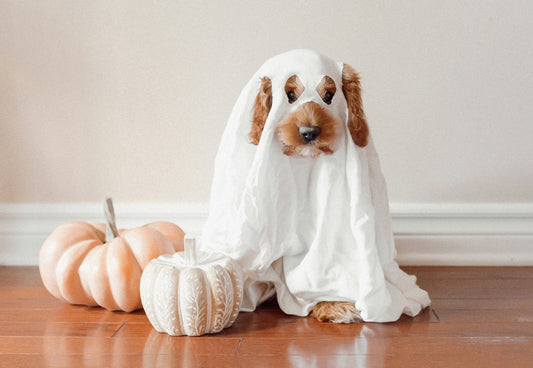 No Tricks, Just Treats: How to Keep Your Pet Safe This Halloween
