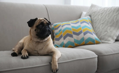 Apartment-Friendly Dog Breeds: Small Spaces, Big Love