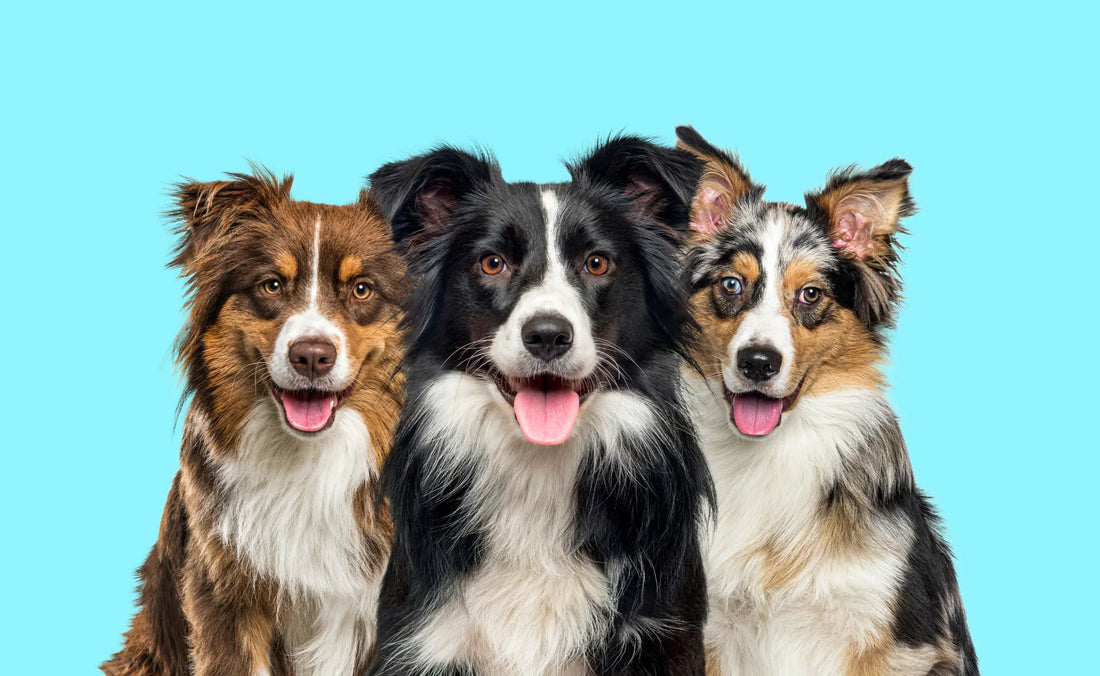 Which Breed is right for you: Border Collie vs Australian Shepherd