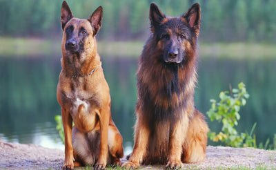 German Shepherd vs. Belgian Malinois — Which Breed Is Right For You?