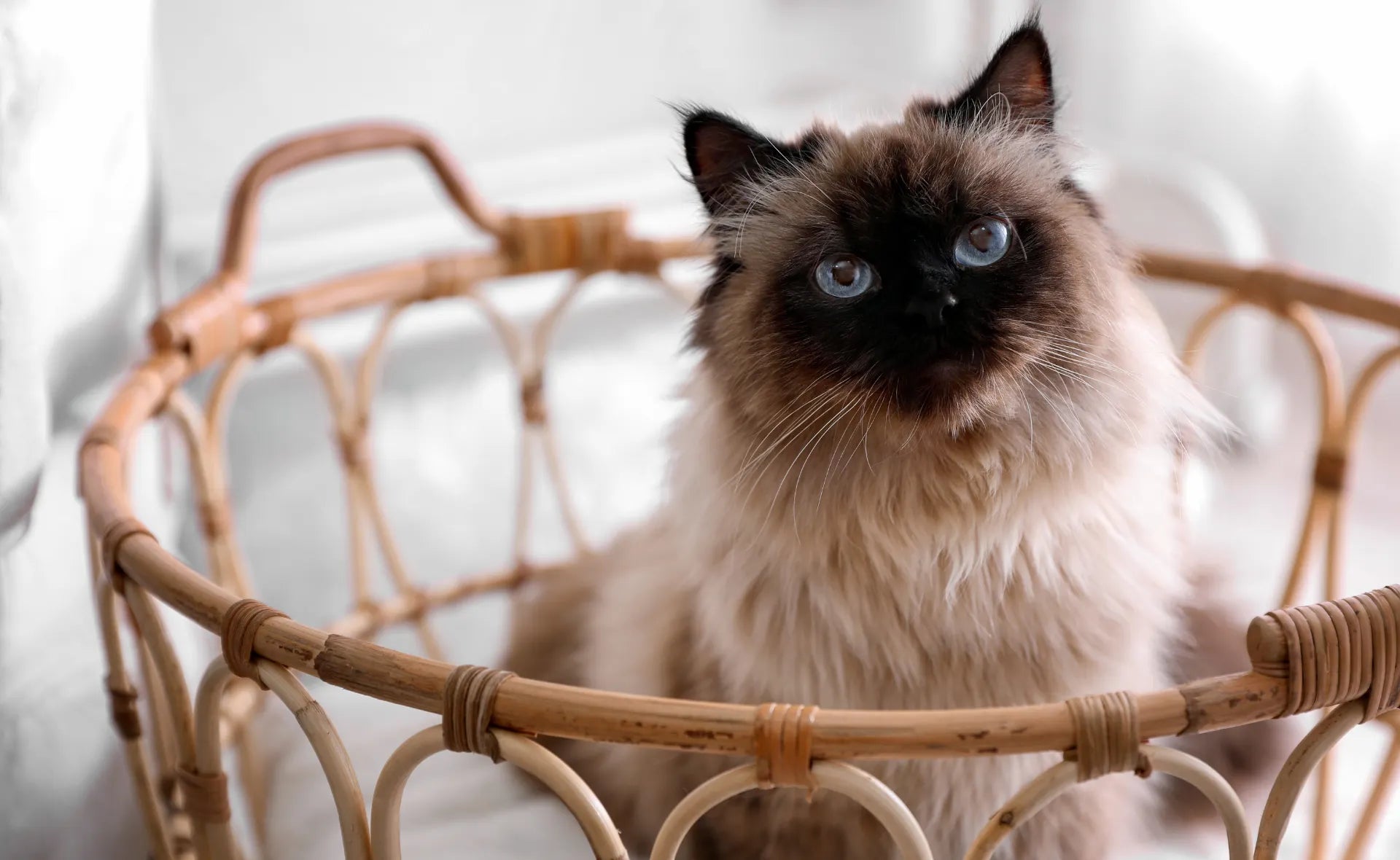 What Breeds of Cats Dont Shed: Top Hypoallergenic Feline Choices