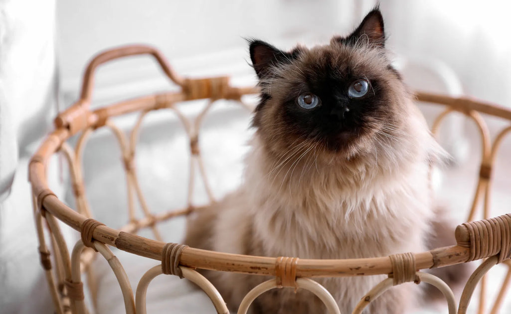 Himalayan online cat hypoallergenic
