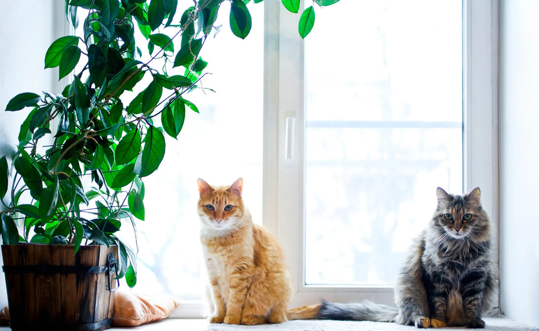 Discover the most toxic plants to cats and which ones are safe.