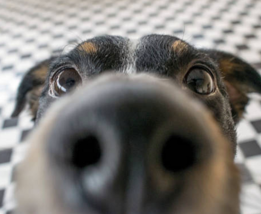 Dog Nose Sniffing Out Food for Shameless Pets sustainable upcycled pet treats