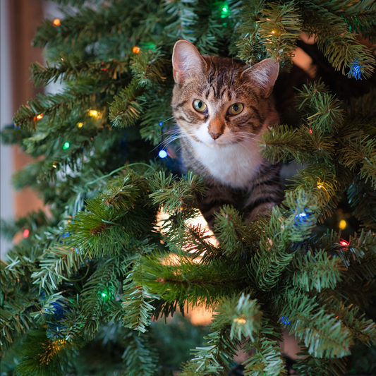 Cat in a Christmas Tree - how to pet proof your Christmas Tree
