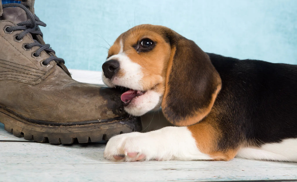 Treats for teething deals dogs