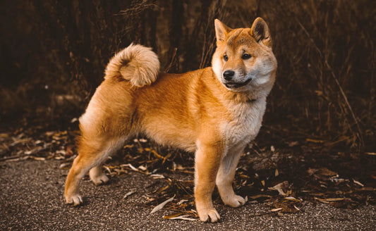 Shiba Inu vs Akita Inu: Which Breed is right for you?