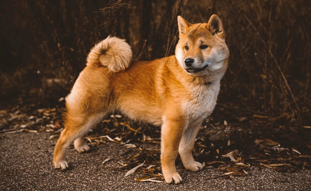 Shiba dogs 101 hotsell