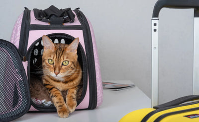 Pawsome Adventures: How to Travel with Your Cat Like a Pro