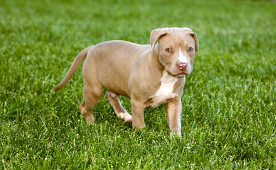 American bulldog vs Pitbull, Which Bully Breed Is Right For You?