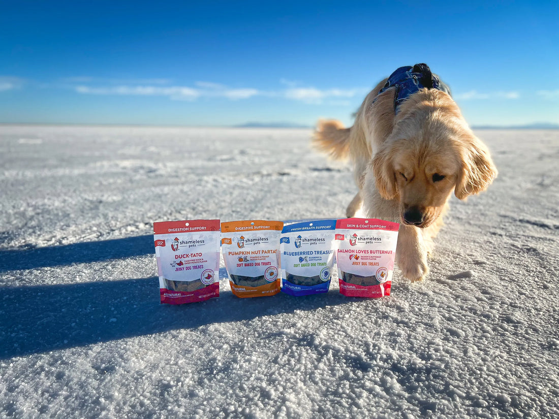 dog care 101 understanding dog gut health