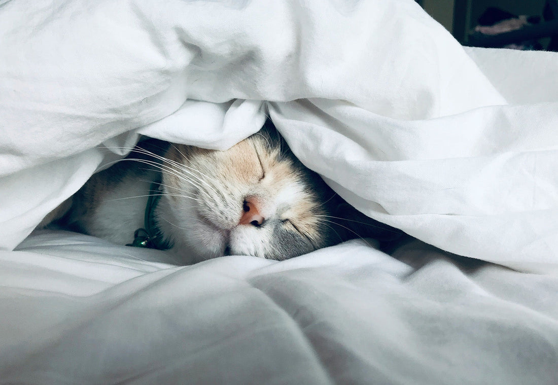 Why Do Cats Love Catnip? The Science + Surprising Health Benefits
