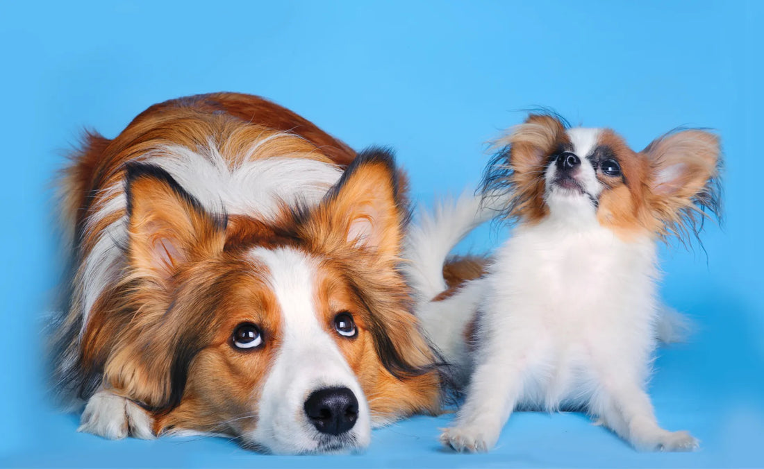 From Big Dogs To Small, These Are The Longest Living Dog Breeds
