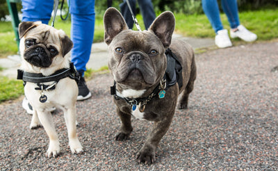Pug vs. French Bulldog - Which pup is right for your pack?