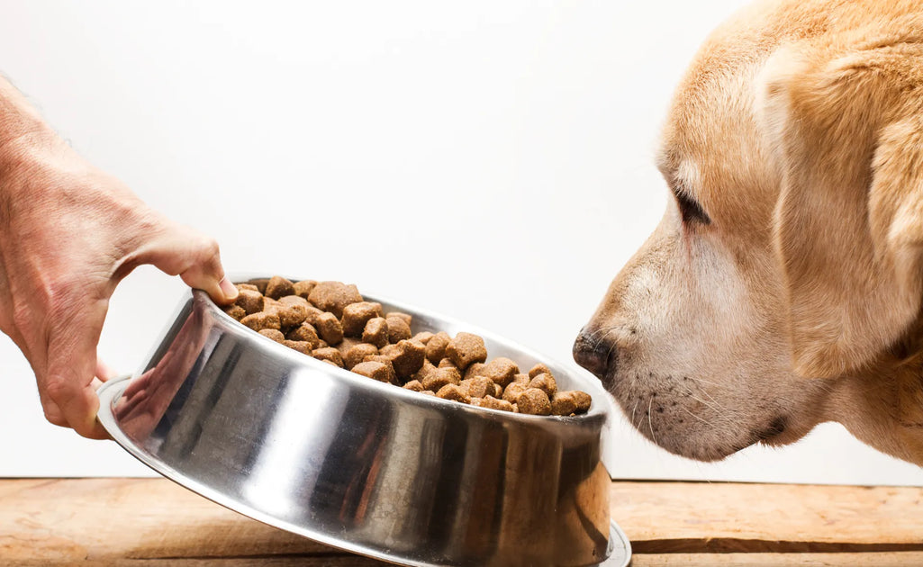 Dog is top not eating food