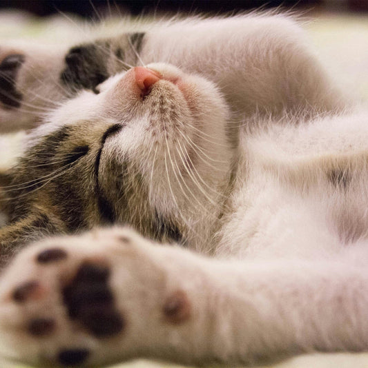 Cat Facts You Might Not Have Known About