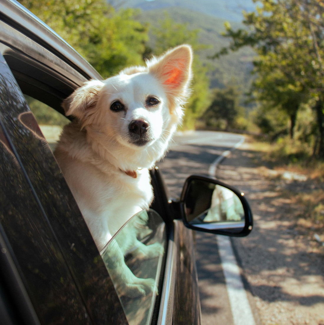Top Tips for a Smooth Road Trip with Your Dog