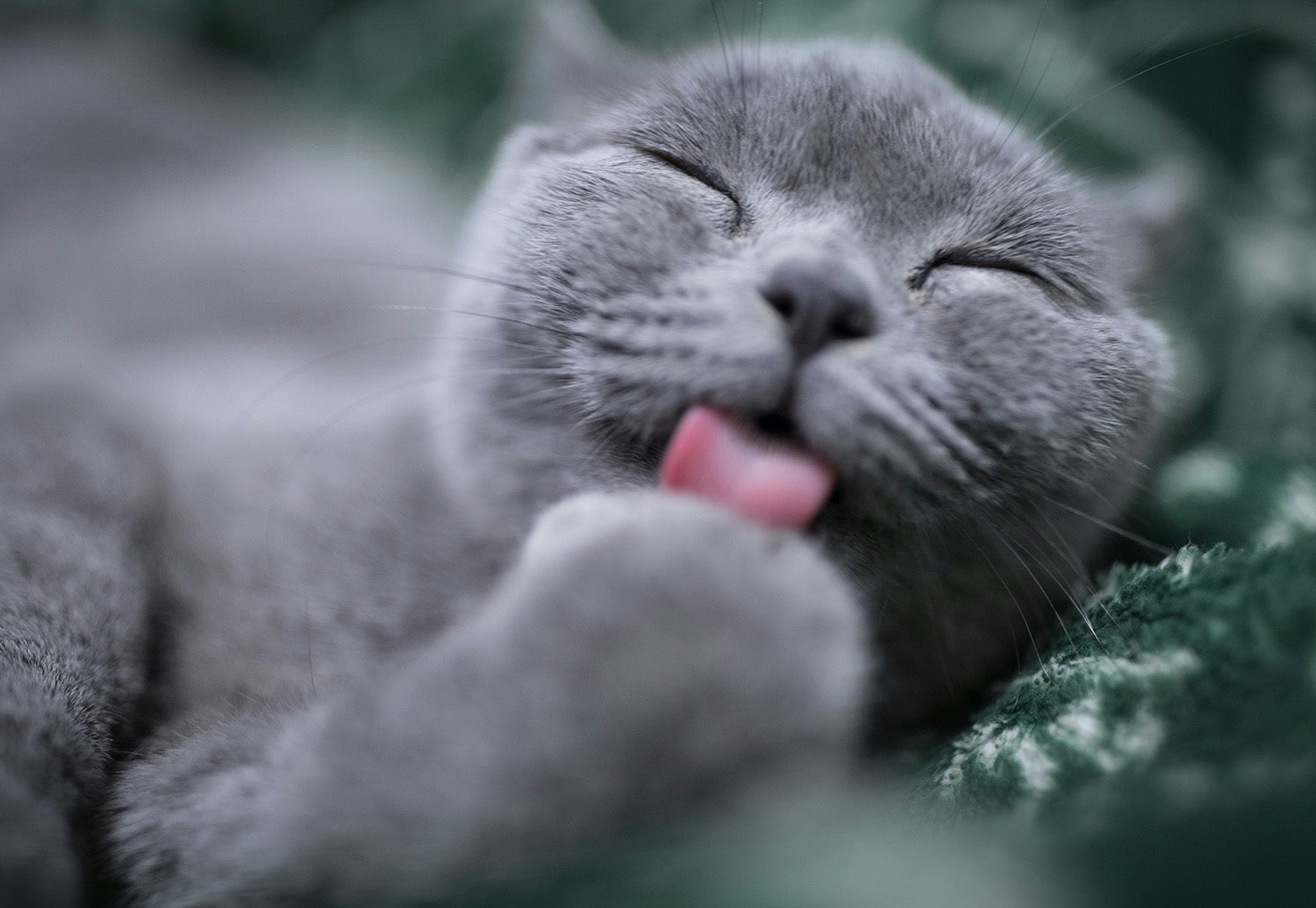 Does catnip actually get cats 