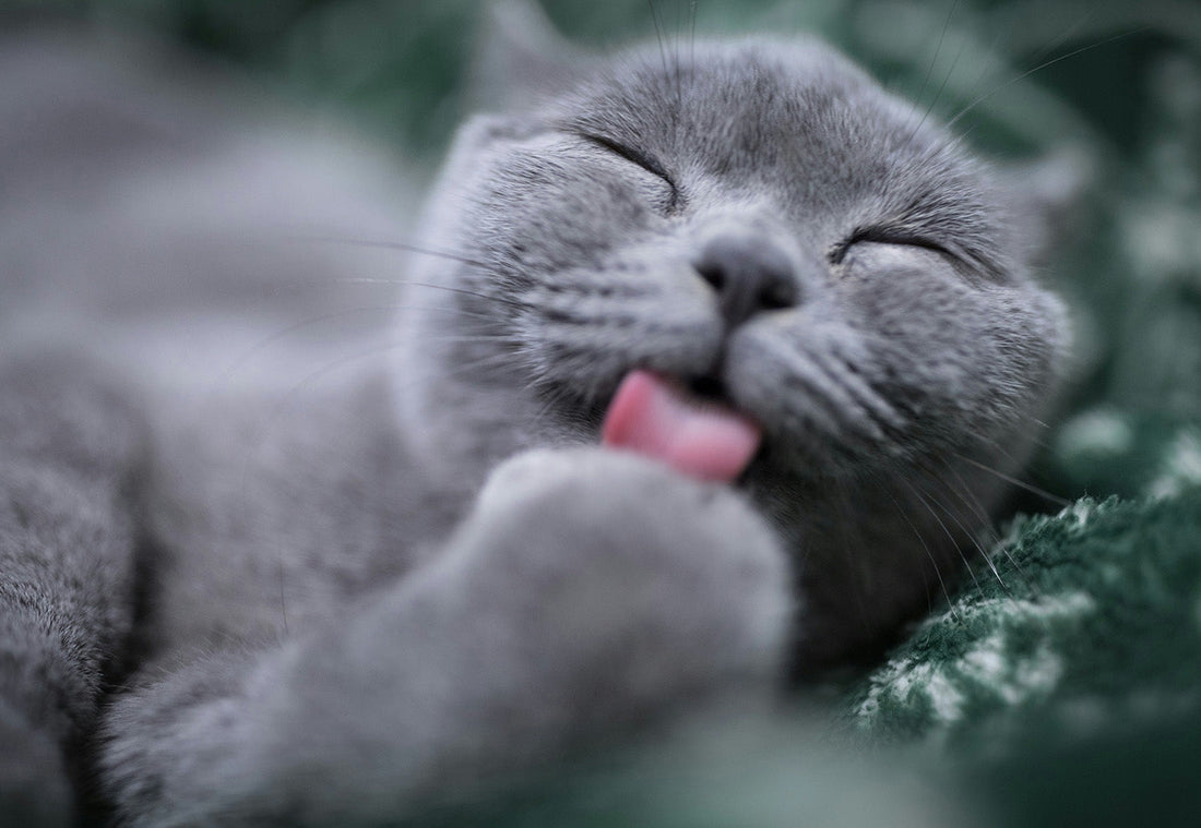 Does catnip actually get cats "high"?