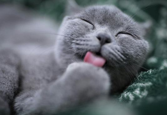 Does catnip actually get cats "high"?