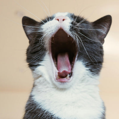 What Nutrients Do Cats Need—And Why They Matter