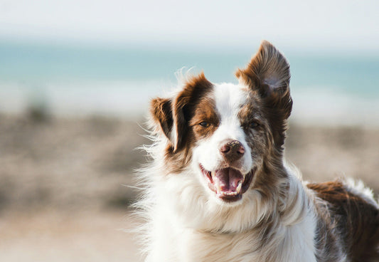 Why Functional Products Matter, and How to Build a Simple Routine Your Dog Will Love