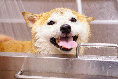 How to Make Baths More Fun for Dogs