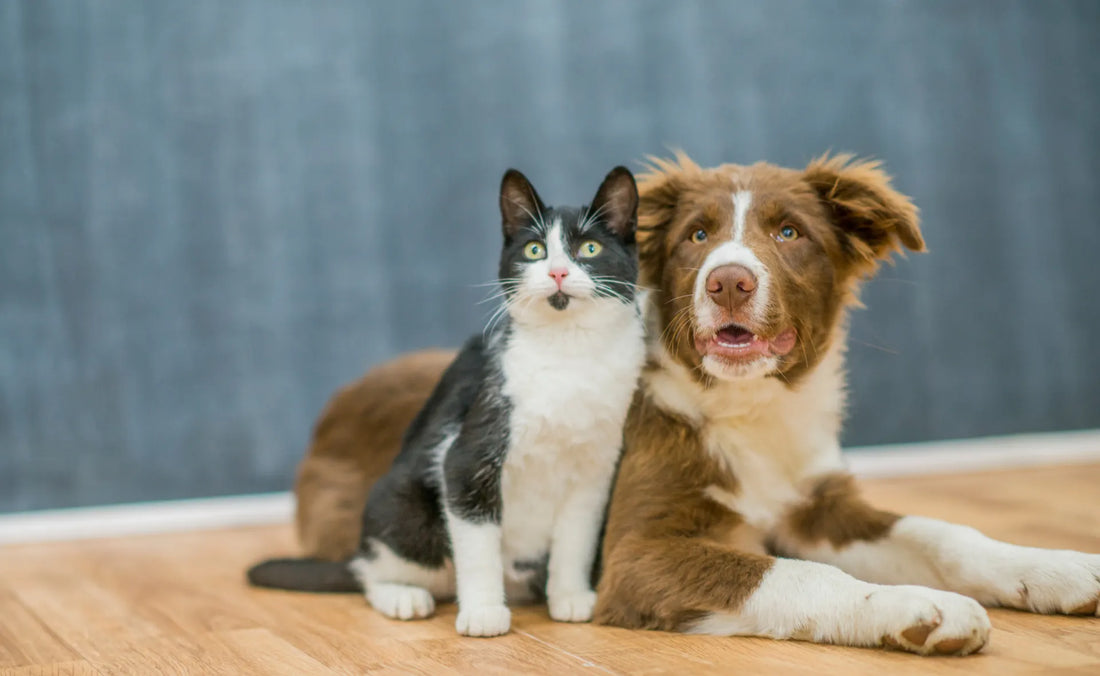 A guide to hoe to introduce a cat to a dog 