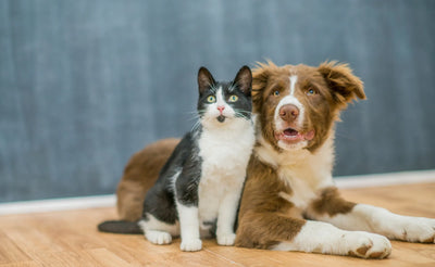 The Purrfect Pair: A Step-by-Step Guide to Introducing a Cat to a Dog