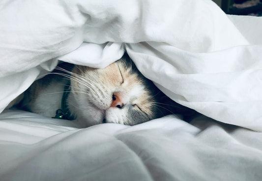 Cat Myths You Should Stop Believing (And What’s Actually True)