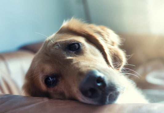 How to Manage Separation Anxiety When Everyone's Suddenly Gone All Day