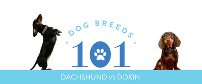 Dog Breeds 101: Dachshund Vs Doxin