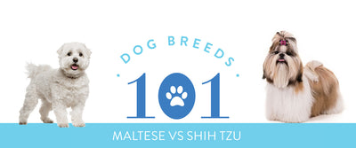 Dog Breeds 101: Maltese vs. Shih Tzu