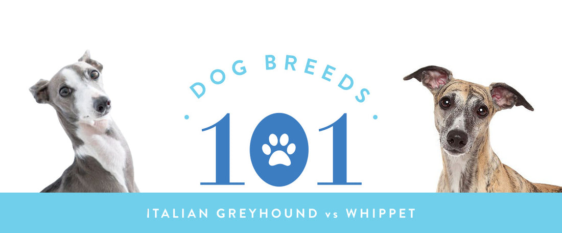 Dog Breeds 101: Whippet vs Italian Greyhound