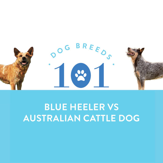 Dog Breeds 101: Australian Cattle Dog vs. Blue Heeler