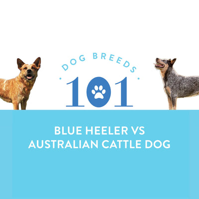 Dog Breeds 101: Australian Cattle Dog vs. Blue Heeler