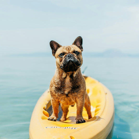 Hot Dog Days: How to Prevent and Detect Heat Stroke in Dogs