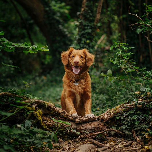 How to Prevent Ticks on Dogs