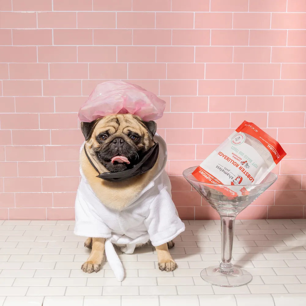 A guide to the best pet friendly hotels. Dog with Shameless Pets treats 