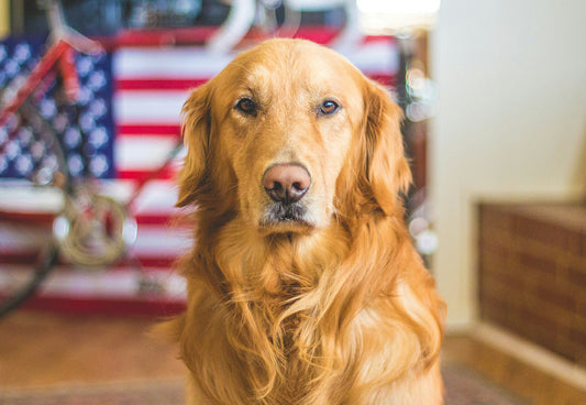 Is Your Pup Getting Enough Protein? Here’s Why It Matters
