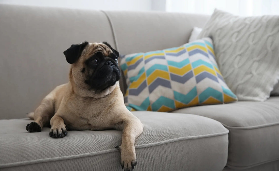 Pug on couch. Best dogs for apartments and tips on how to choose
