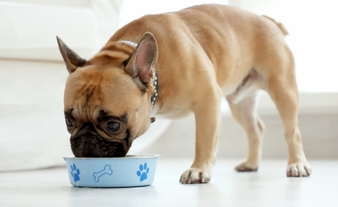 Learn about the common food allergies in dogs