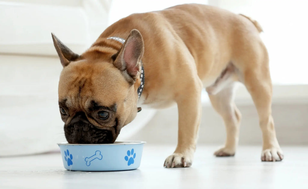 Dog Food Allergies 101 Symptoms Common Allergens and Finding