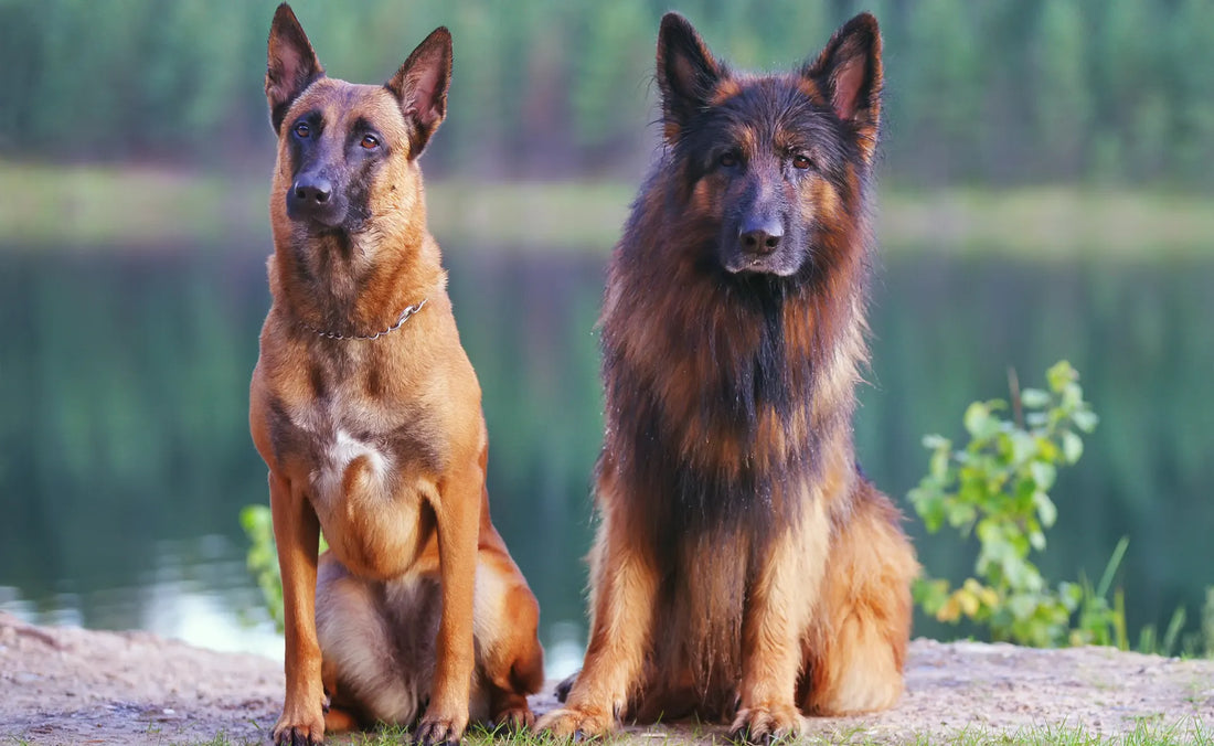 German Shepherd vs Belgian Malinois: Everything you need to know. 