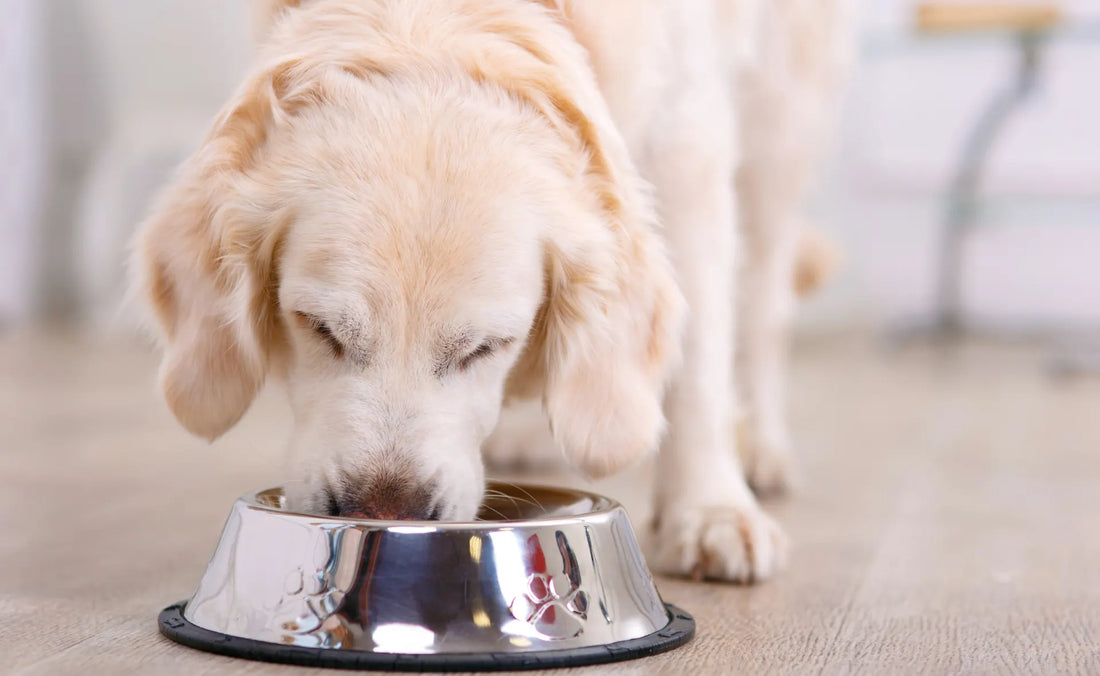 Dog eating from bowl. Discover what to feed a sick dog with no appetite. 