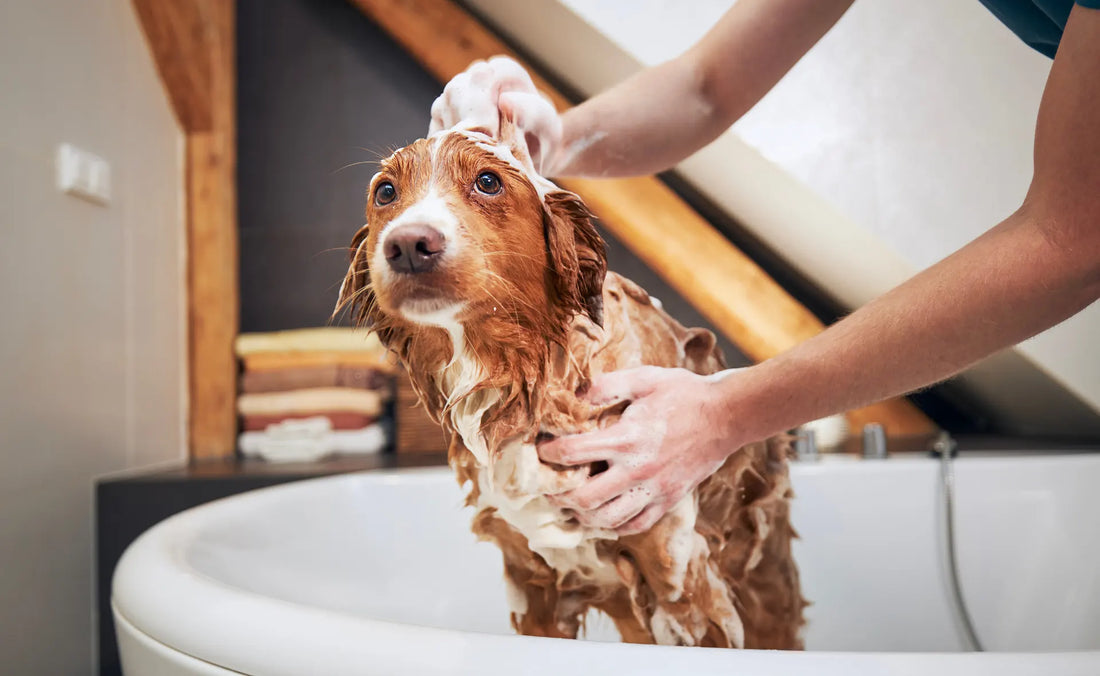 Dog getting a bath. Learn all the tips for grooming your dog at home.