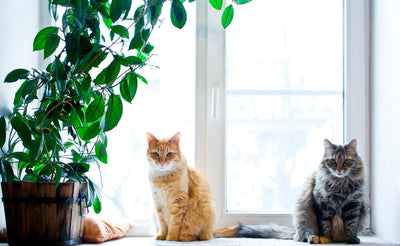 Cat Owners Beware: Identifying and Avoiding Toxic Plants for Cats