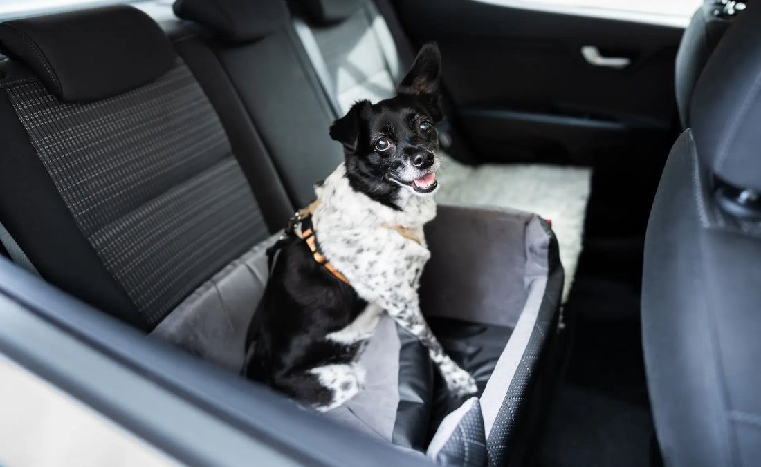 Learn all the tips to make a road trip with dog amazing 