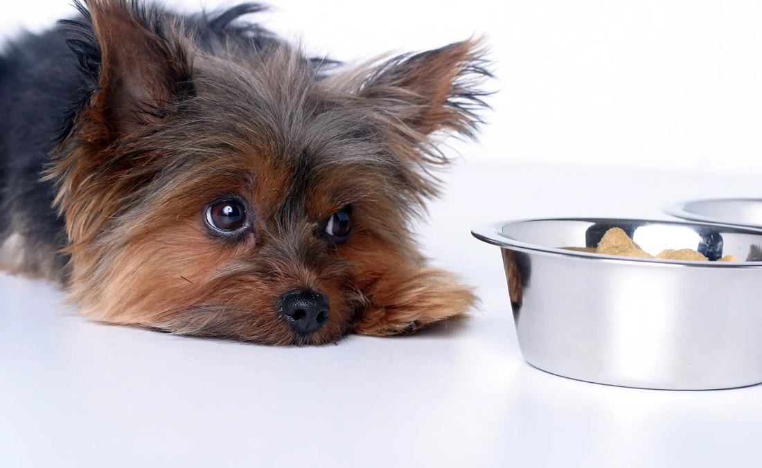 Dog besides food tray.  Treating dog constipation. 